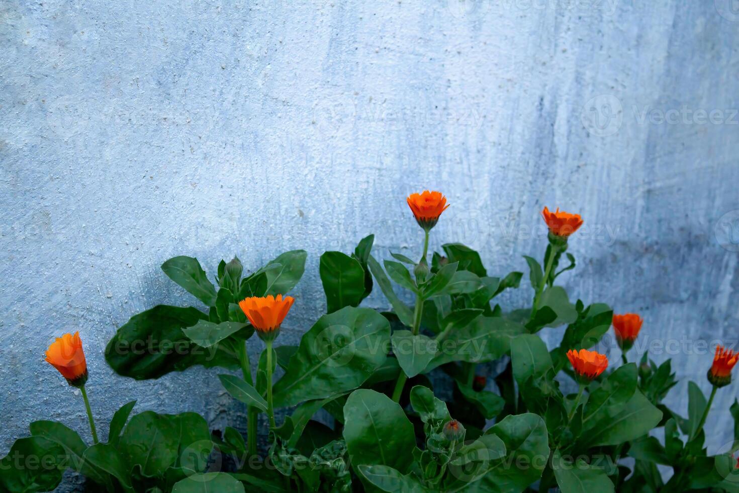 orange blommor blomma mot en vit vägg foto