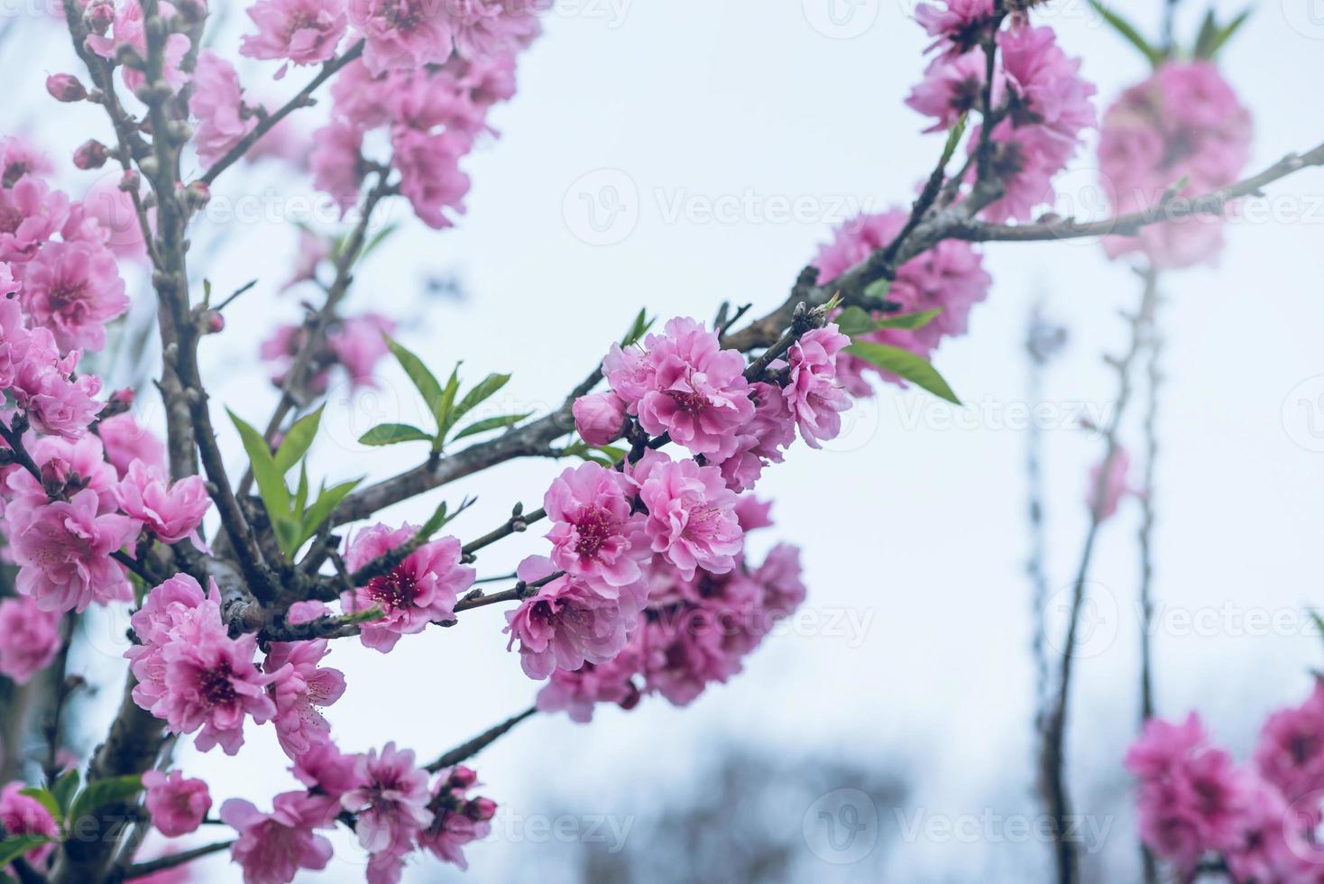 vacker blommig sakura våren abstrakt bakgrund av naturen. sakura blommor bakgrund. körsbärsblommor för påsk gratulationskort med kopia utrymme foto