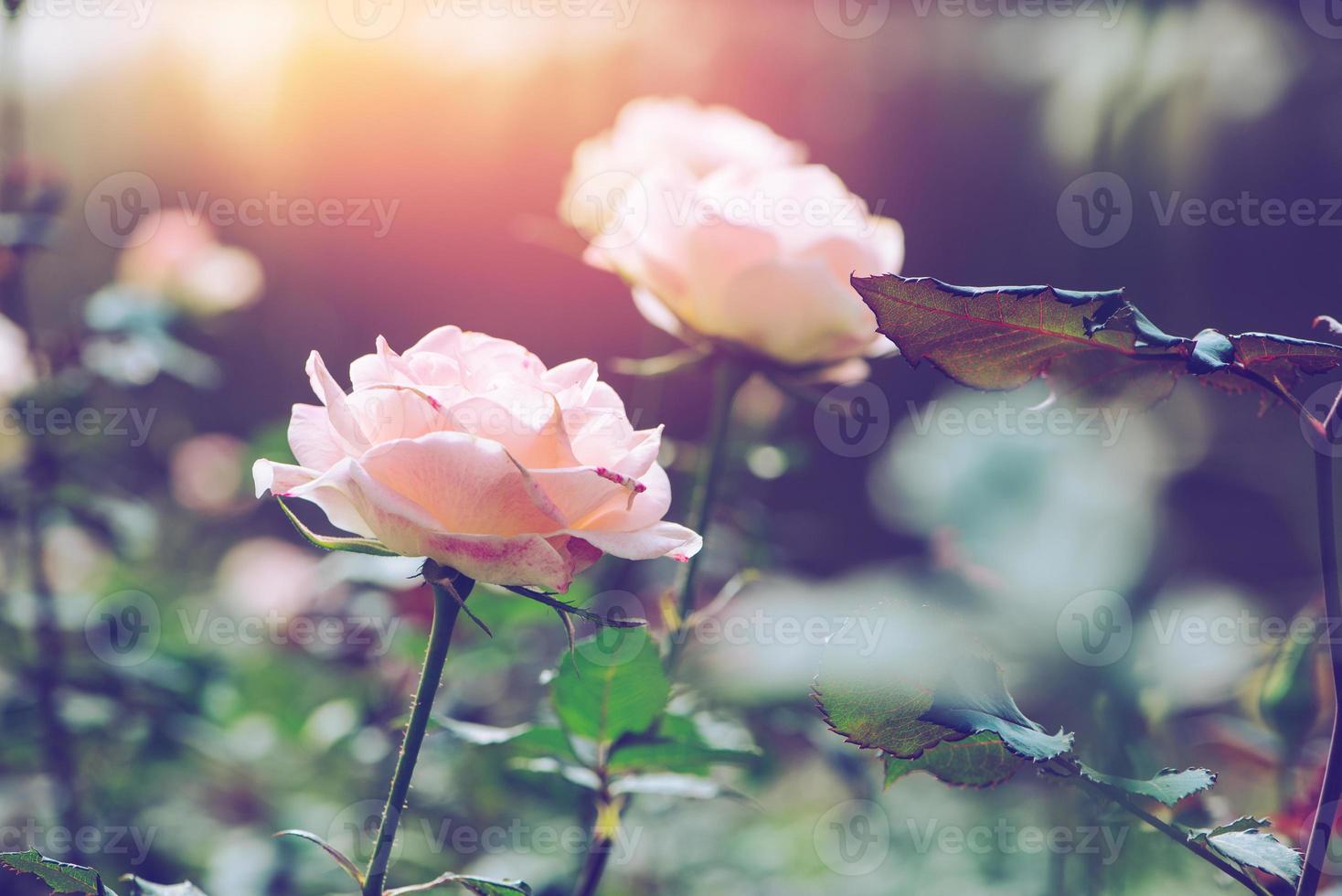 bakgrund natur blomma valentine. orange pastell ros full blomma. suddig bakgrund foto