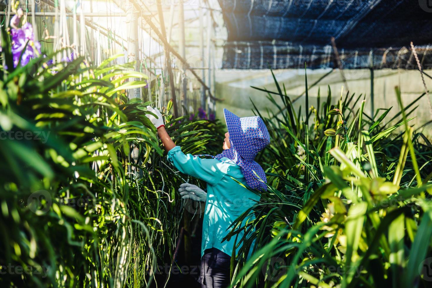 den unga kvinnan arbetaren tar hand om orkidéblomman i trädgården. jordbruk, orkidéodling. foto