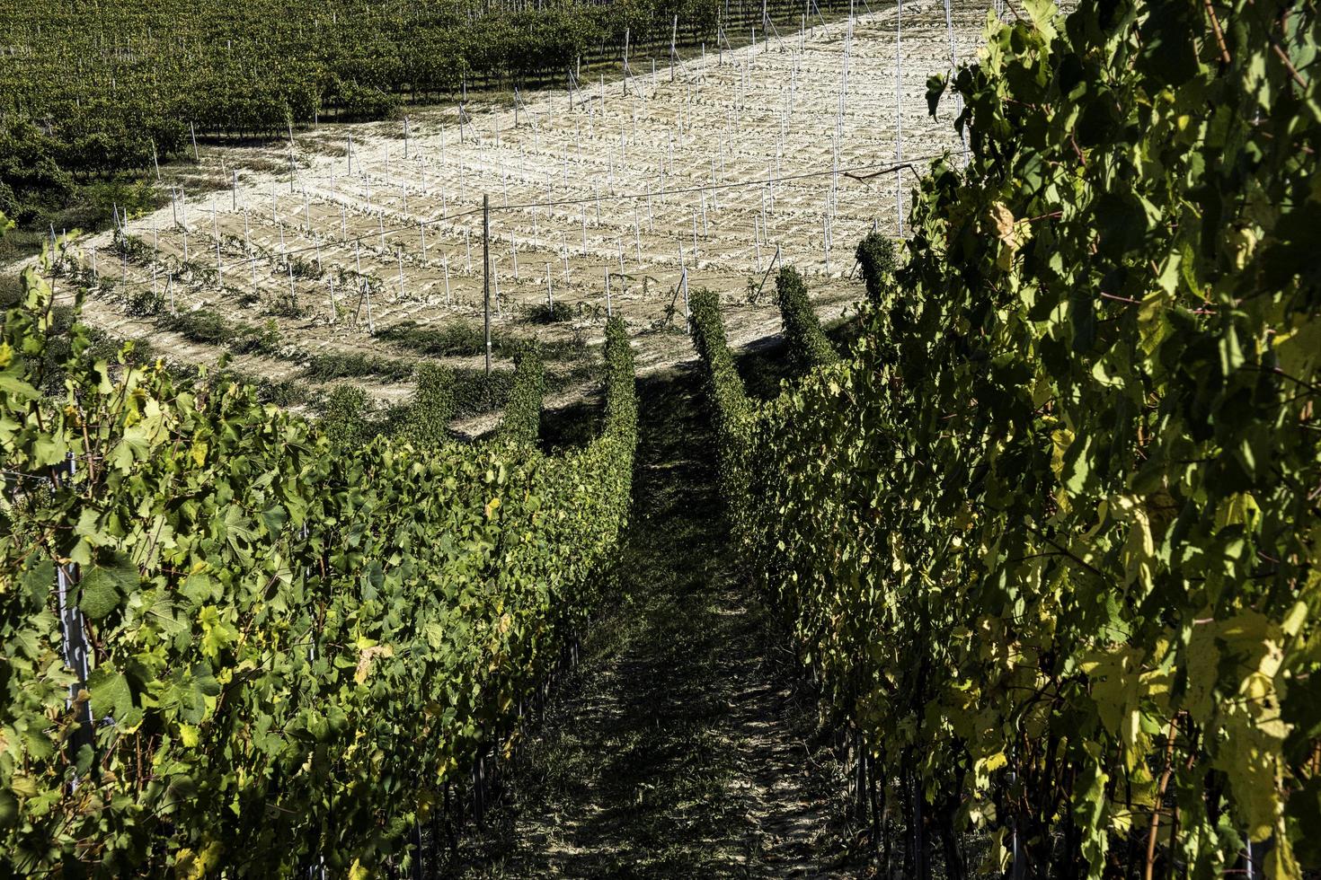 landskap av den piemontesiska langhe med sina vinrankor på hösten, under druvskörden foto