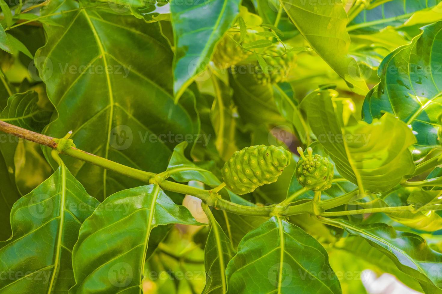 noni frukt mognar på gren koh samui island i thailand. foto
