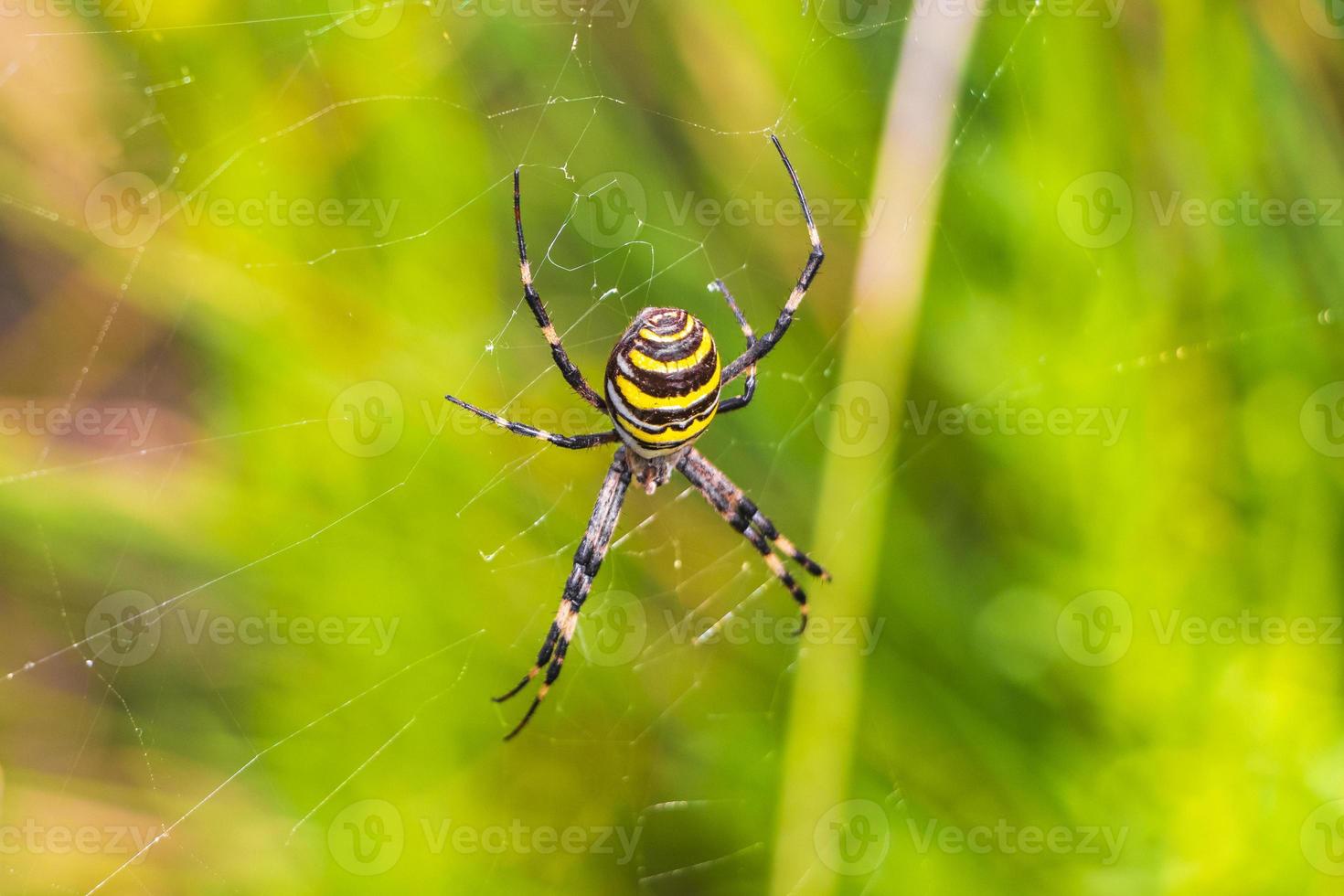 geting spindel argiope bruennichi svart och gul i mallorca spanien. foto