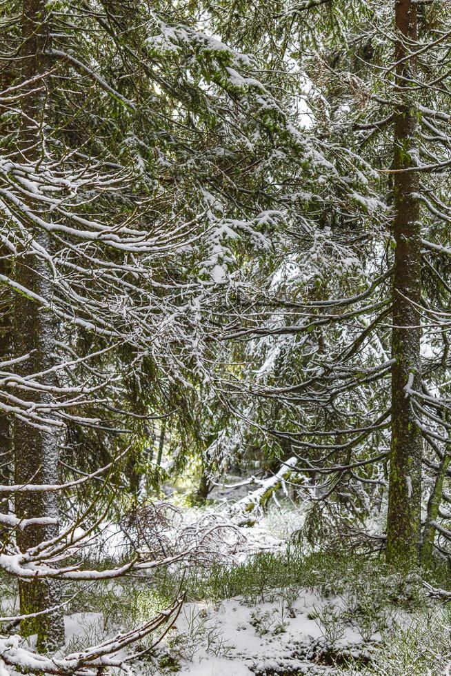 vandrare människor i snöade i landskapet brocken berg harz tyskland. foto