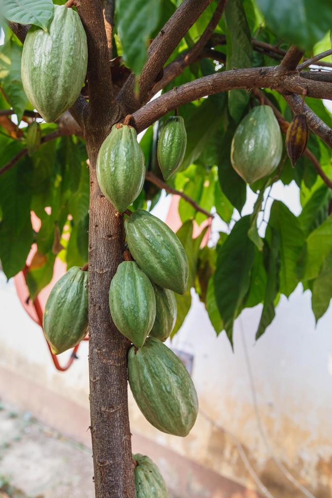 färska kakaoskidor från kakaoträdet foto