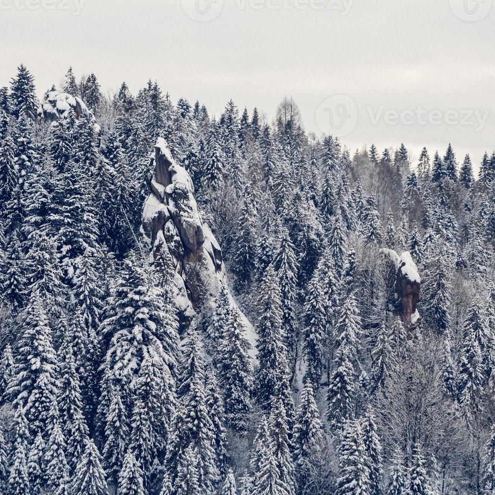vackert vinterlandskap med snötäckta träd foto