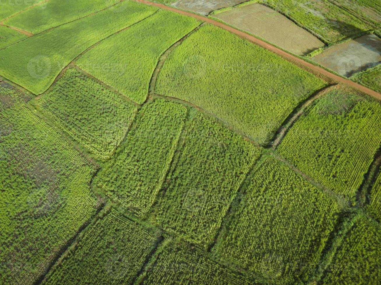 Flygfoto fält miljö skog natur jordbruksgård bakgrund, textur av grönt träd ovanifrån risfält från ovan foto