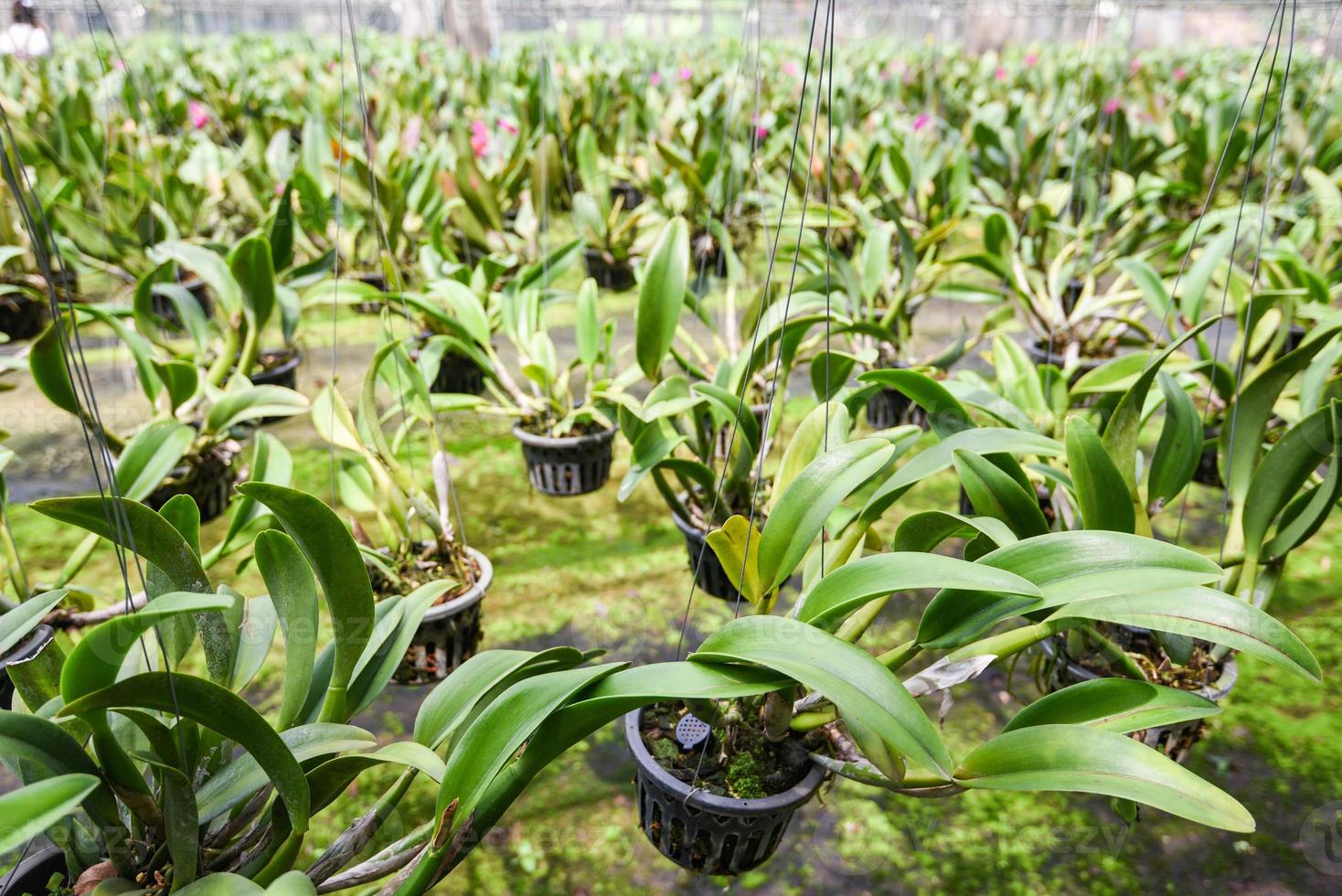 orkidégård med orkidéblomkruka hängande på gårdens tak i plantskolan foto