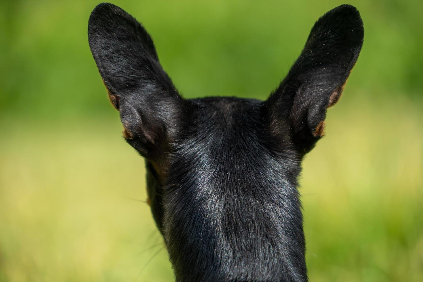 bakhuvudet på en svart chihuahua foto