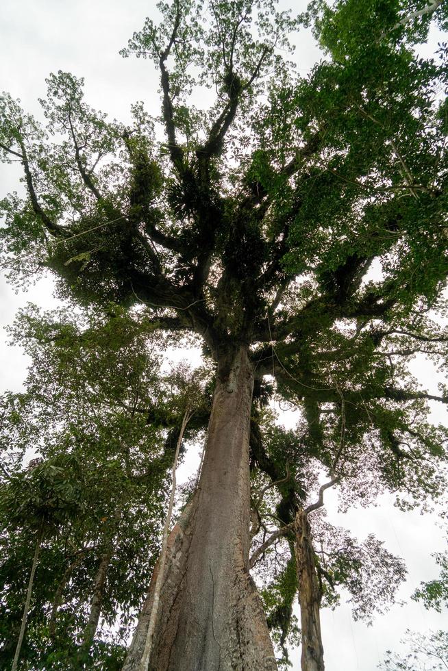 jätte ceiba träd foto