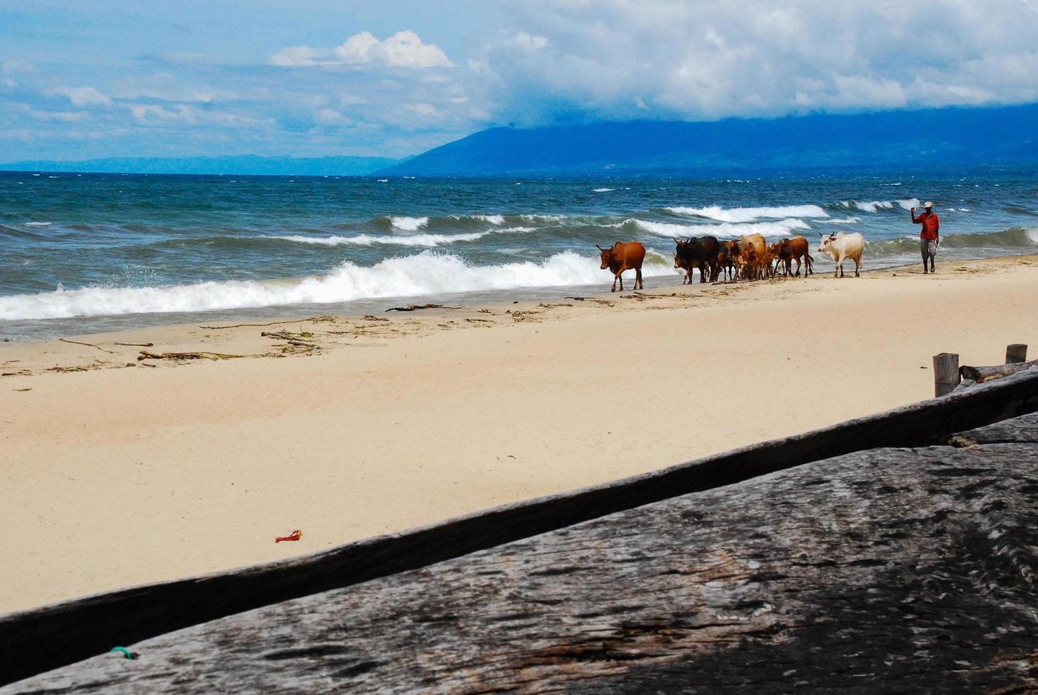 kor på stranden foto