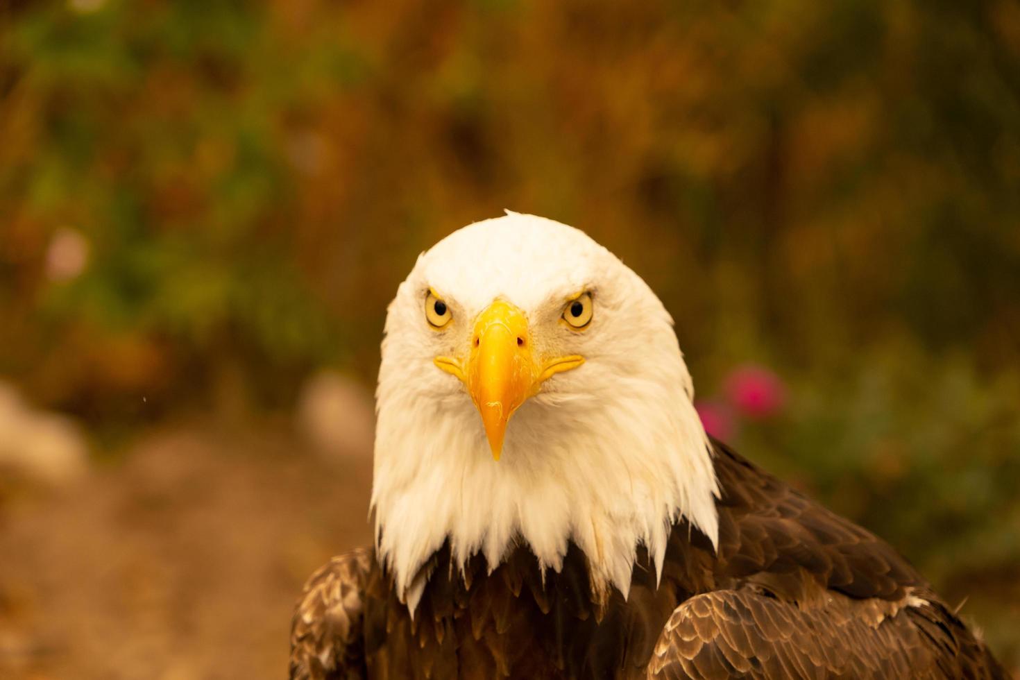 amerikansk skallig örn foto