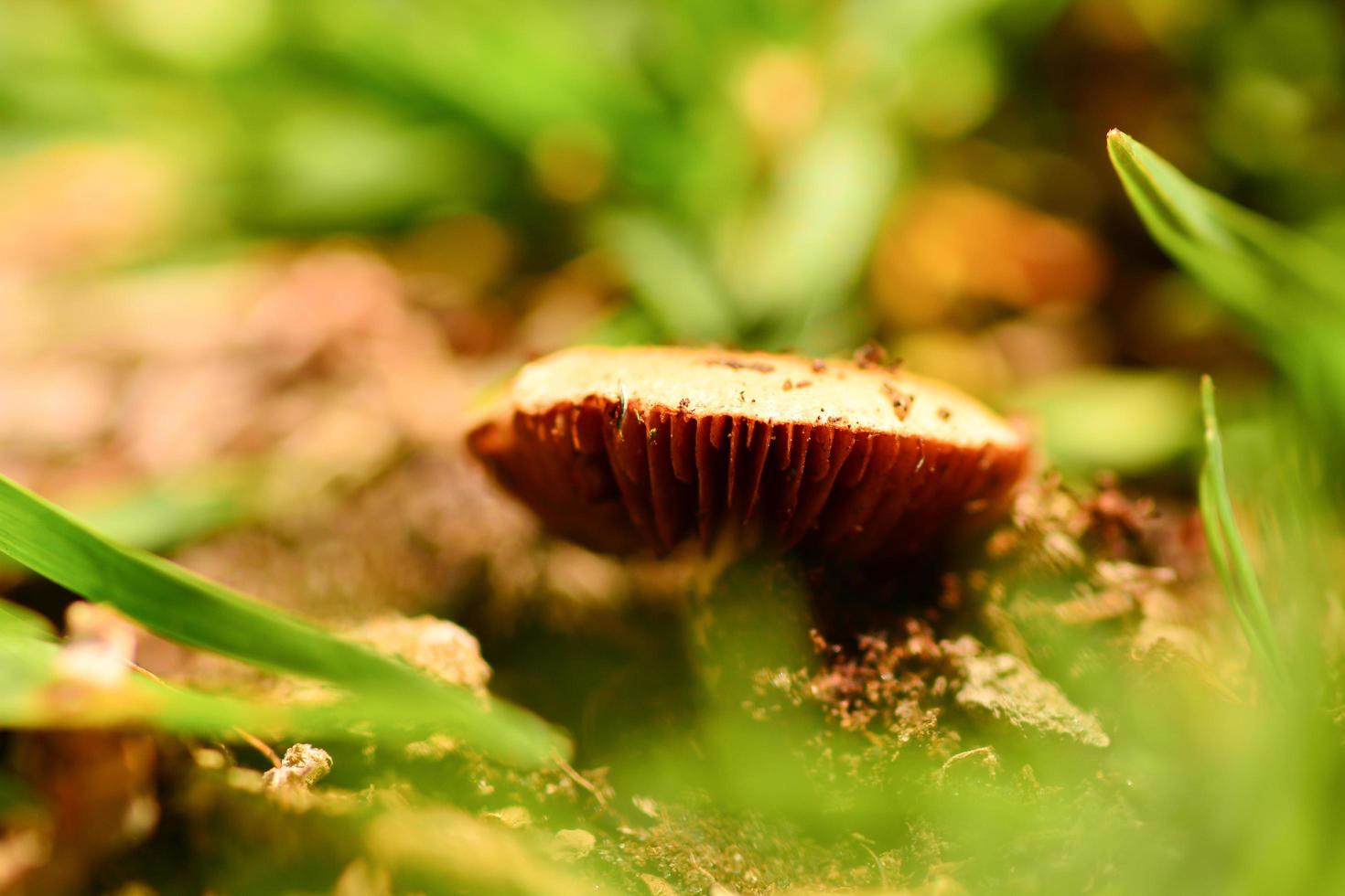 svampar i en naturlig miljö foto
