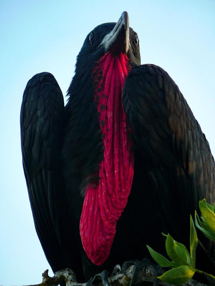 fragate fågel galapagos foto