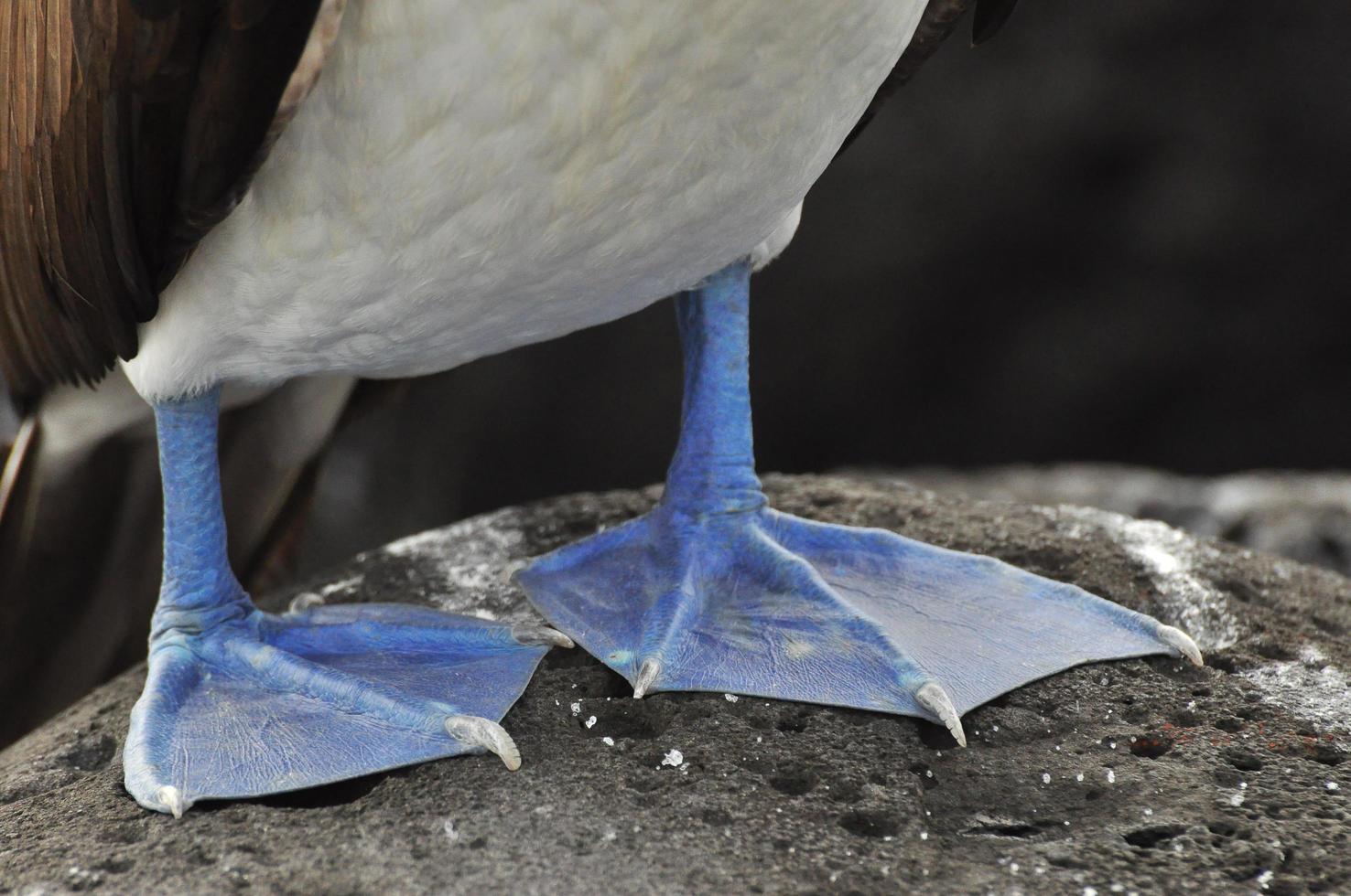 blåfotad booby foto