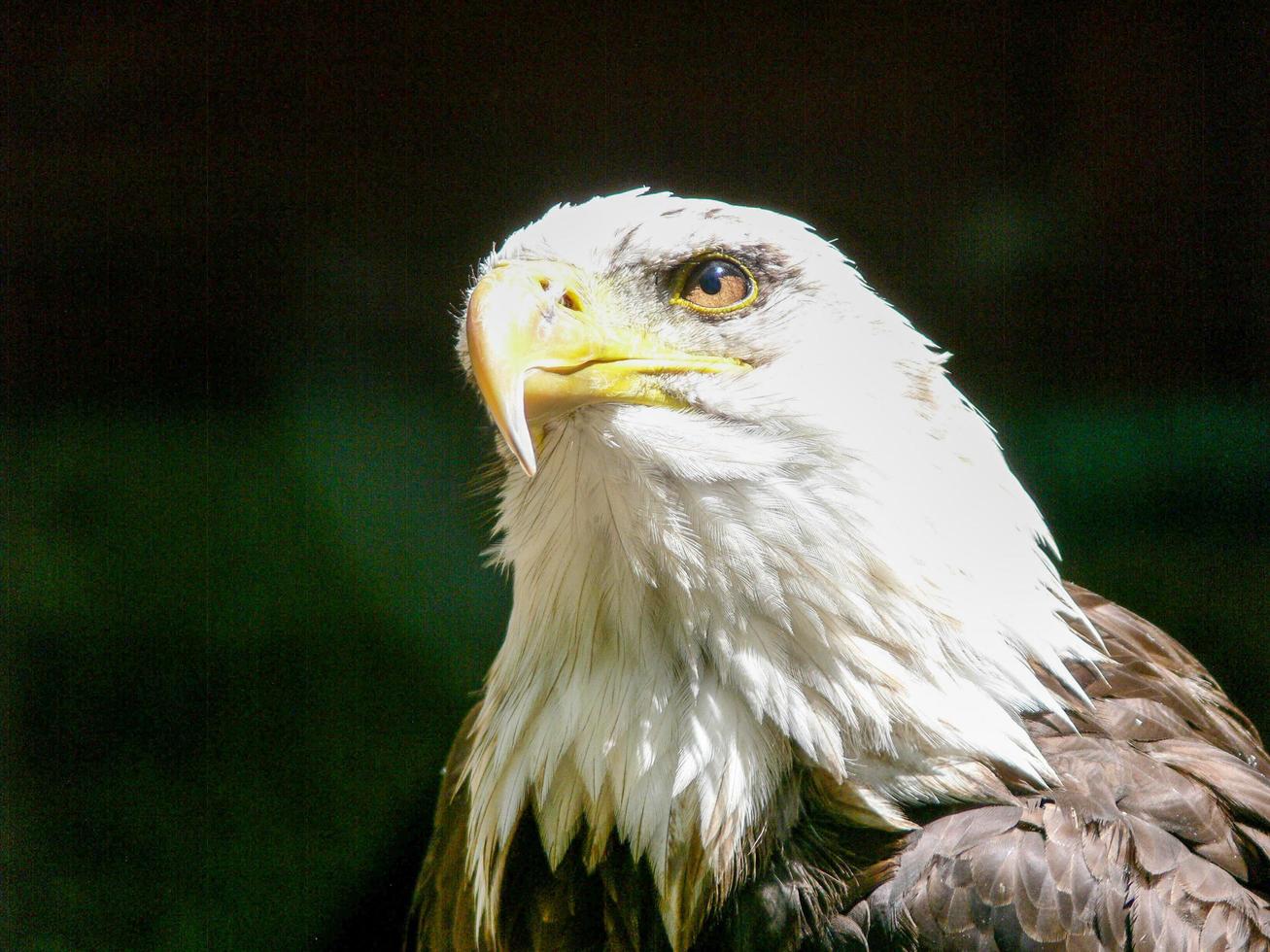 amerikansk skallig örn foto