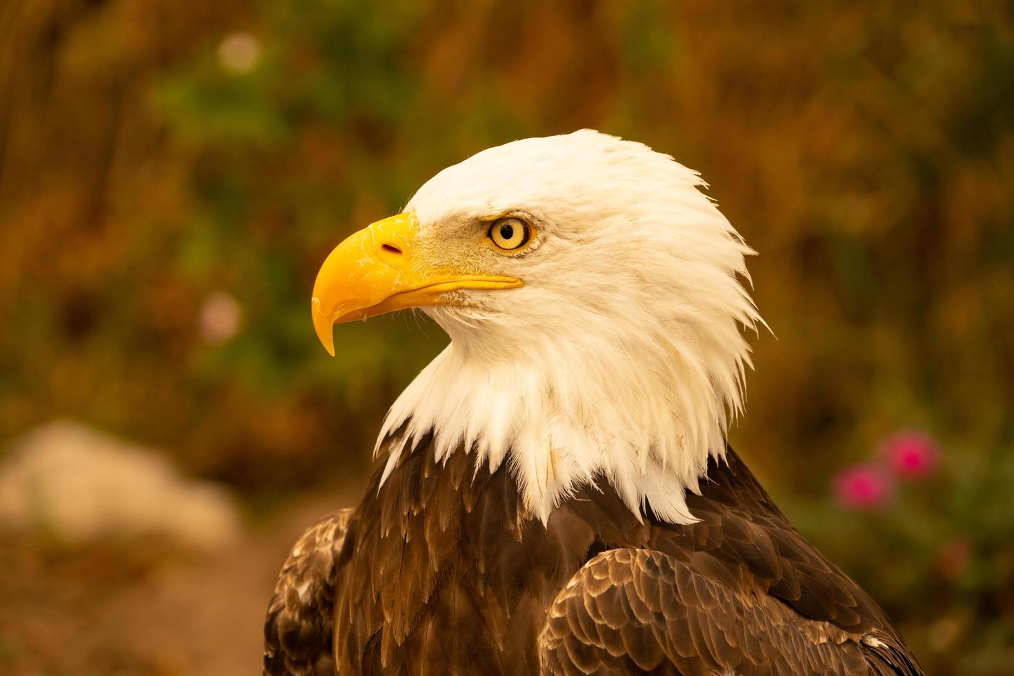 amerikansk skallig örn foto