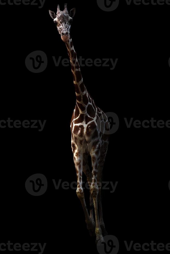 giraff står i mörkret foto