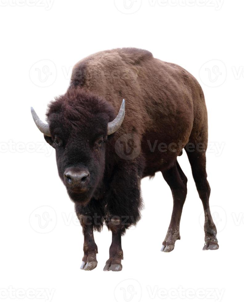 bison isolerad på vit bakgrund foto