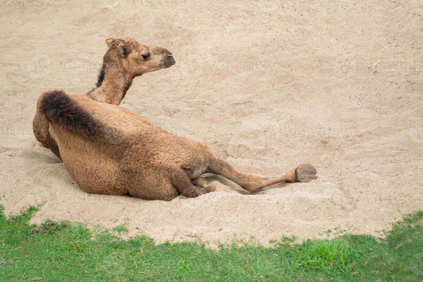 dromedar kamel liggande på sand foto