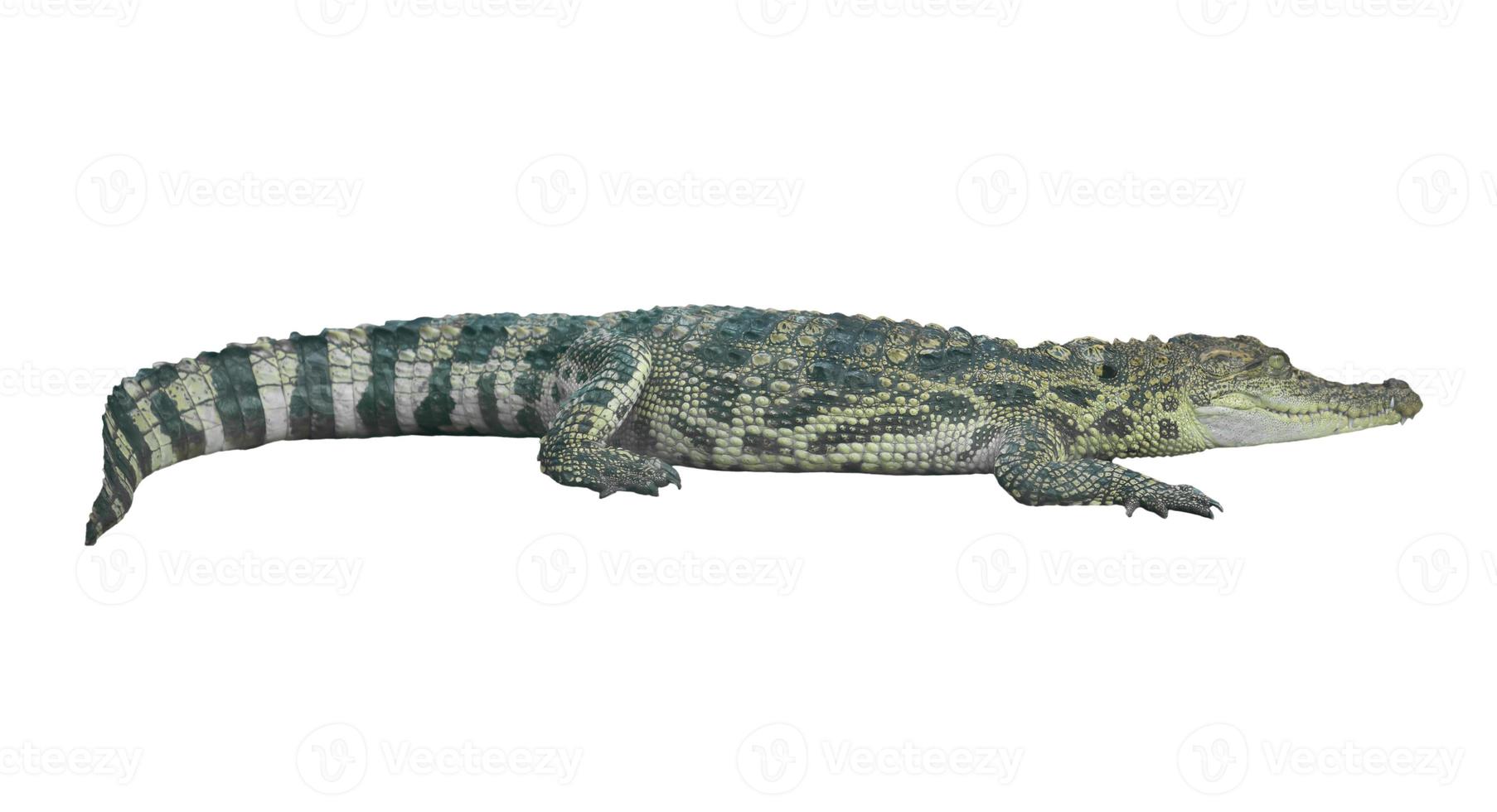 krokodil isolerade vit bakgrund foto