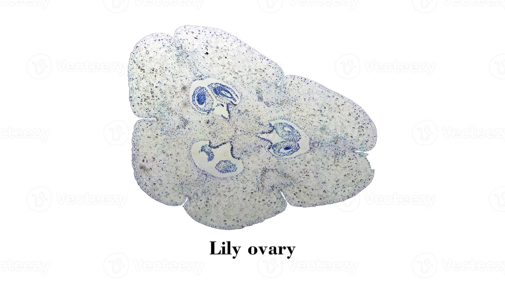 lily ovarium mikroskop foto