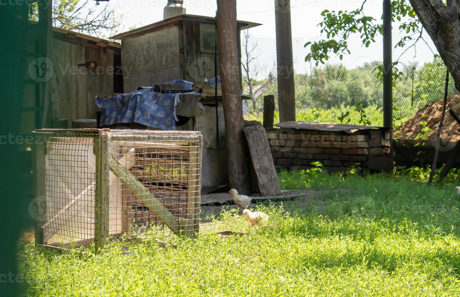 ekologisk naturlig röd och vit rustik kyckling som strövar runt på landsbygden. höns foder i en traditionell ladugård. närbild av hönsen på gården av ladugården. fjäderfä koncept. foto