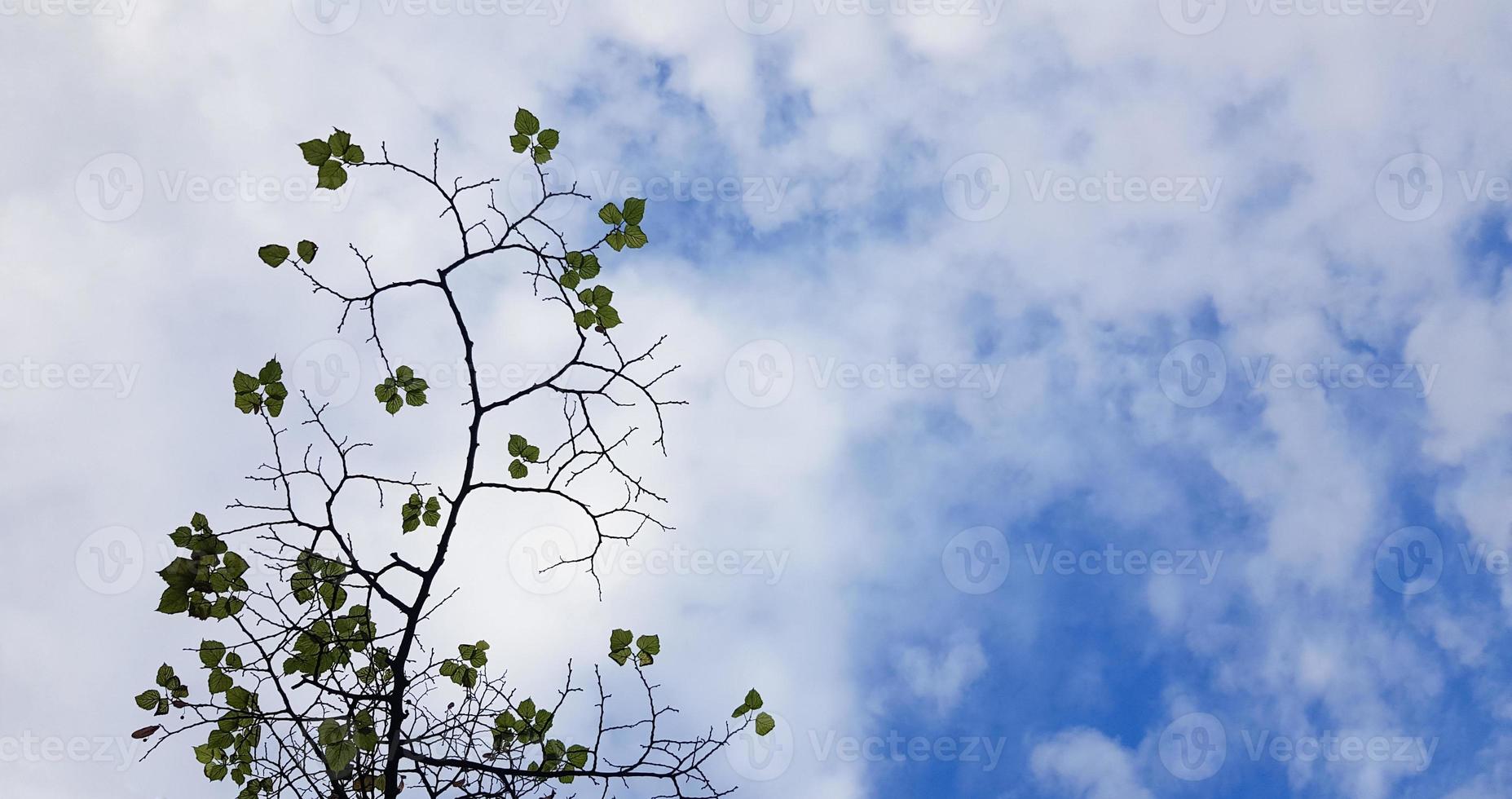 gröna löv på en trädgren mot en blå himmel med vita moln. friskhet under vårsäsongen. kopieringsutrymme. foto