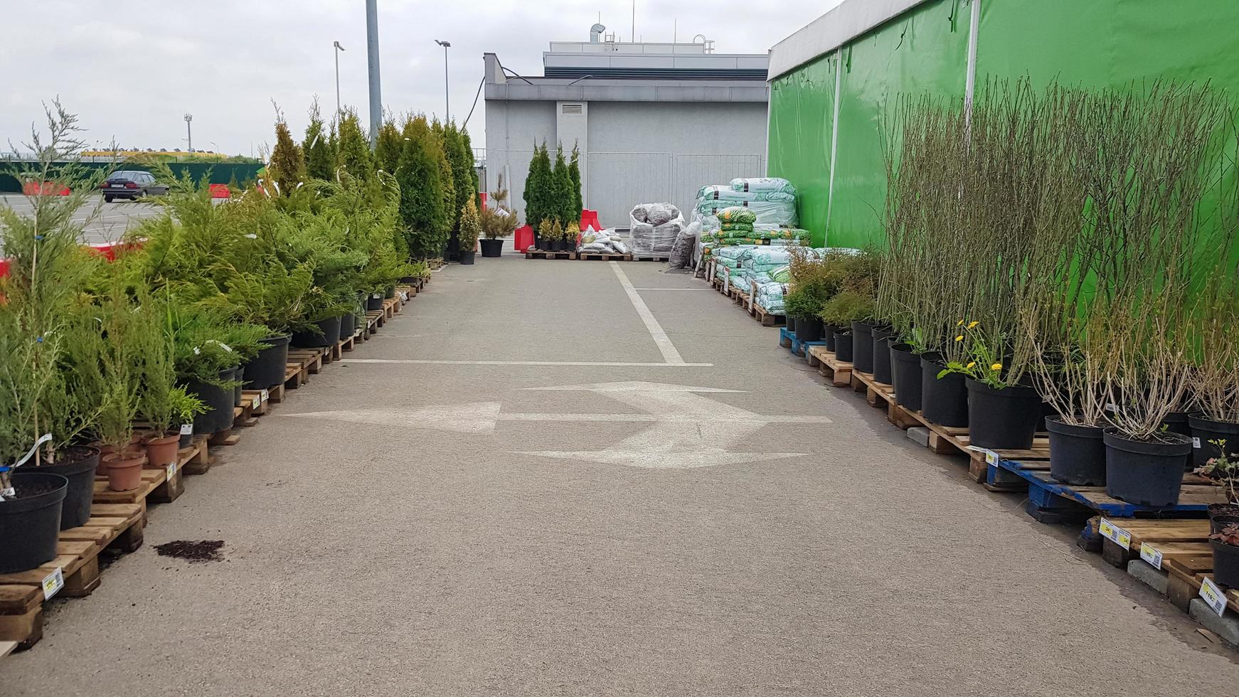 ukraina, kiev - 7 maj 2020. trädgårdscenter som säljer växter. plantor av olika träd i krukor i en utomhusträdgårdsbutik. stor distribution av plantering av plantor för försäljning till butiker. foto