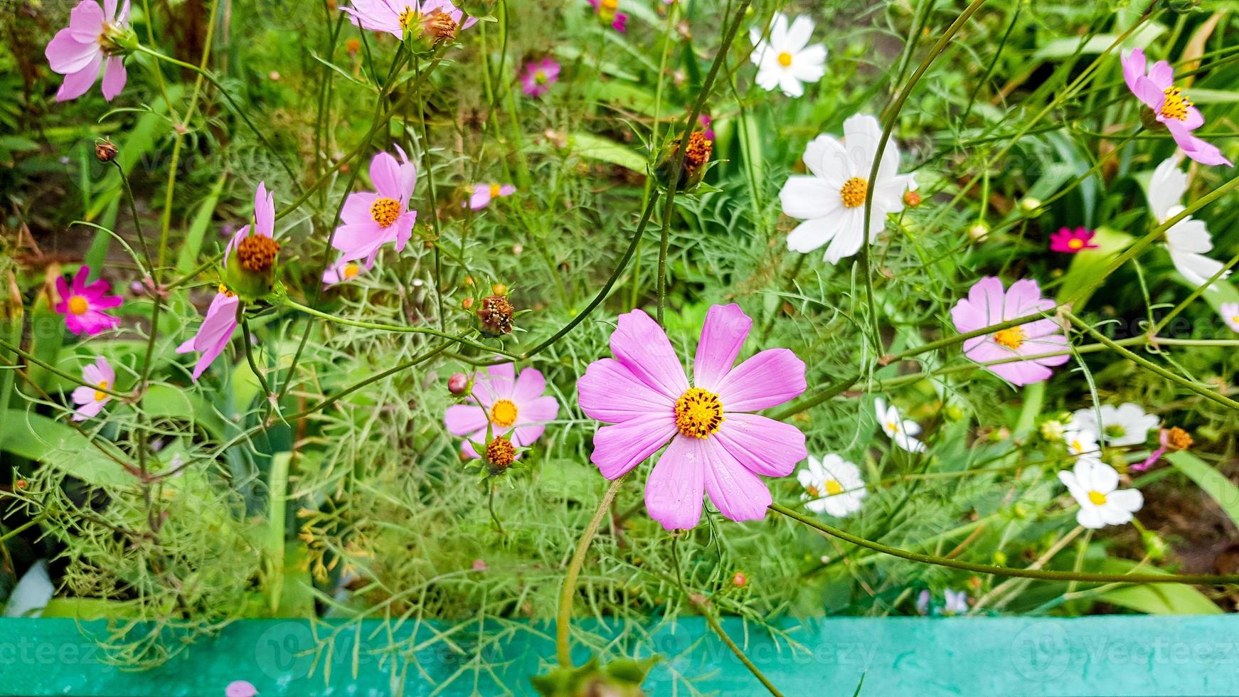 vackra lila blommor i trädgården på sommaren i soligt väder utomhus foto