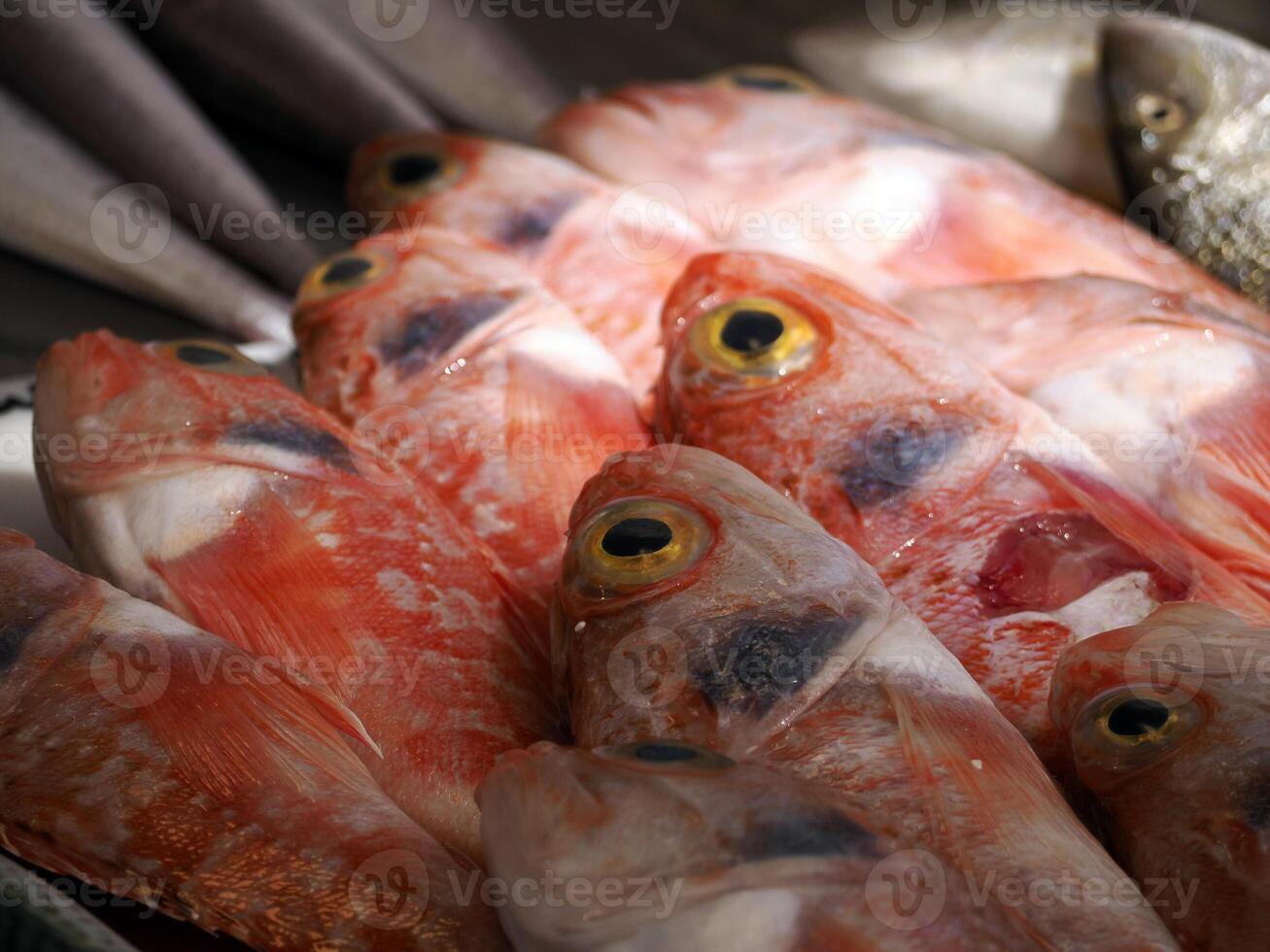 helicolenus dactylopterus, svartmage rosfisk färsk fisk skaldjur på ortigia syrakus sicilien fisk marknadsföra Italien foto