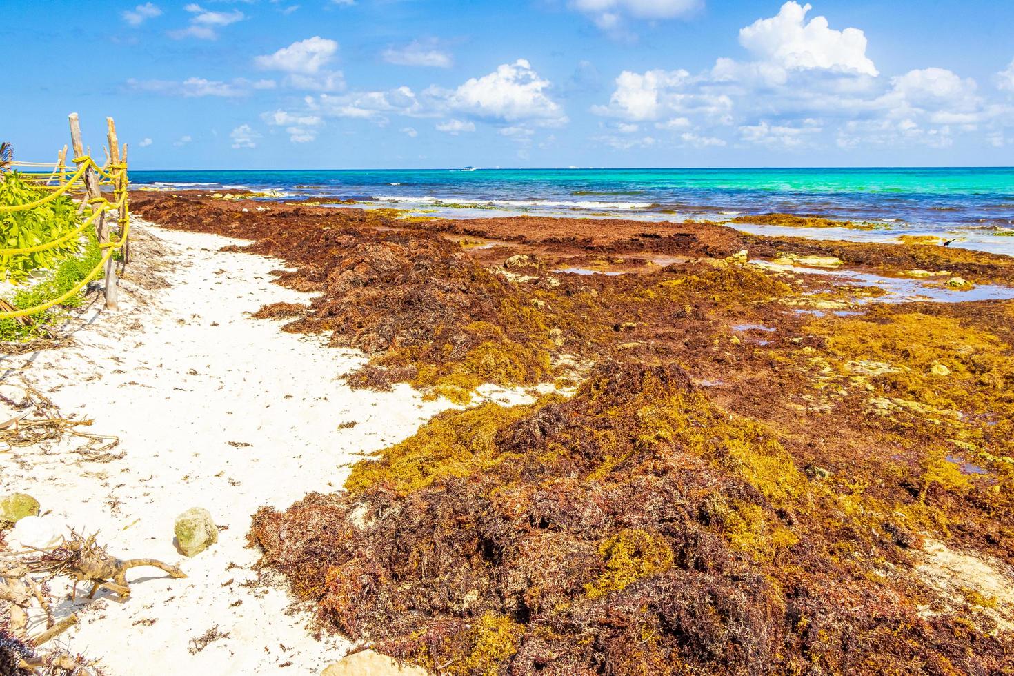 mycket äckligt rött tång sargazo beach playa del carmen mexico. foto