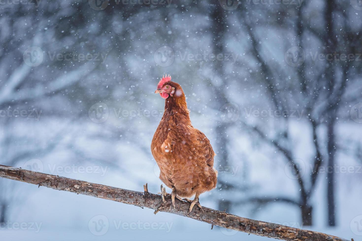 tama ägg kyckling på en trä gren under vinter storm. foto