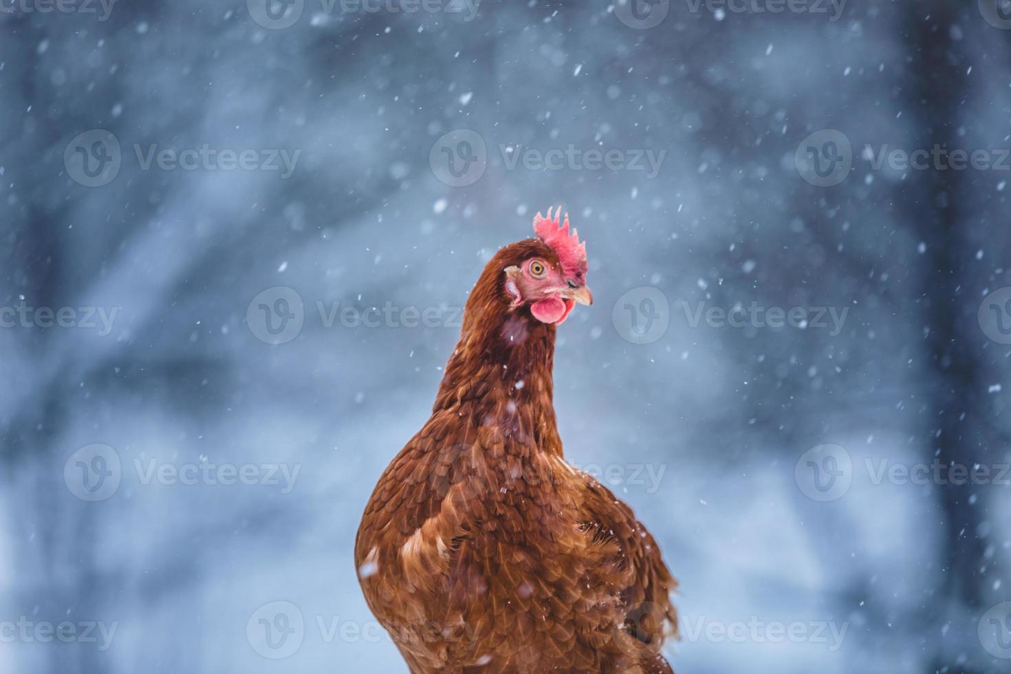 tama ägg kyckling på en trä gren under vinter storm. foto