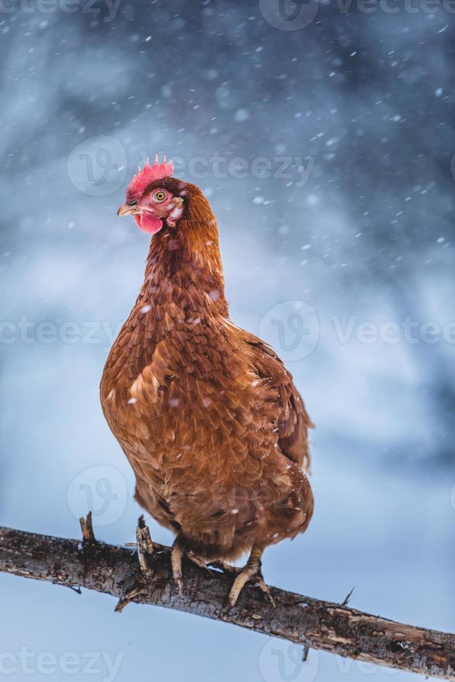 tama ägg kyckling på en trä gren under vinter storm. foto