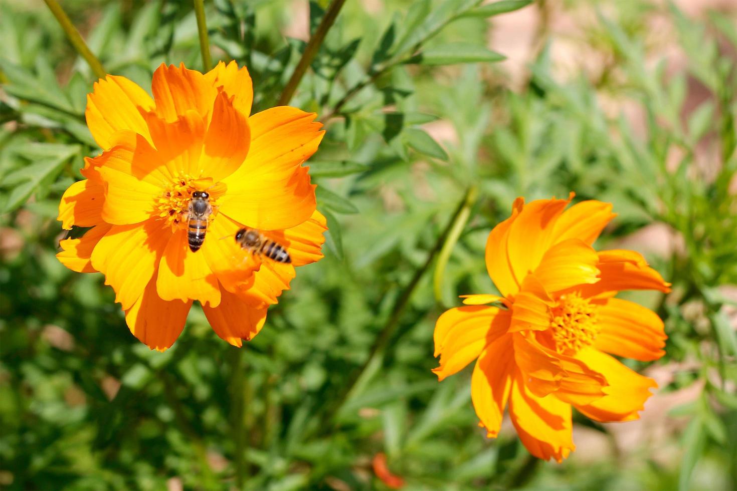 närbild arbetare bi flyger över gul blomma i vacker trädgård för pollinering foto