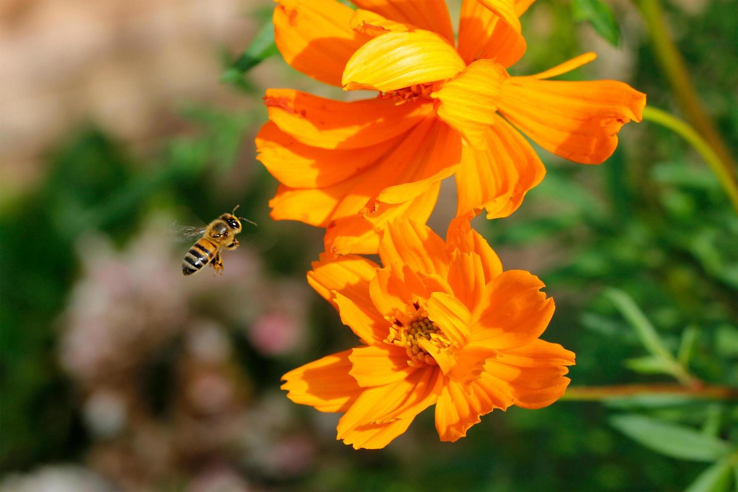 närbild arbetare bi flyger över gul blomma i vacker trädgård för pollinering foto