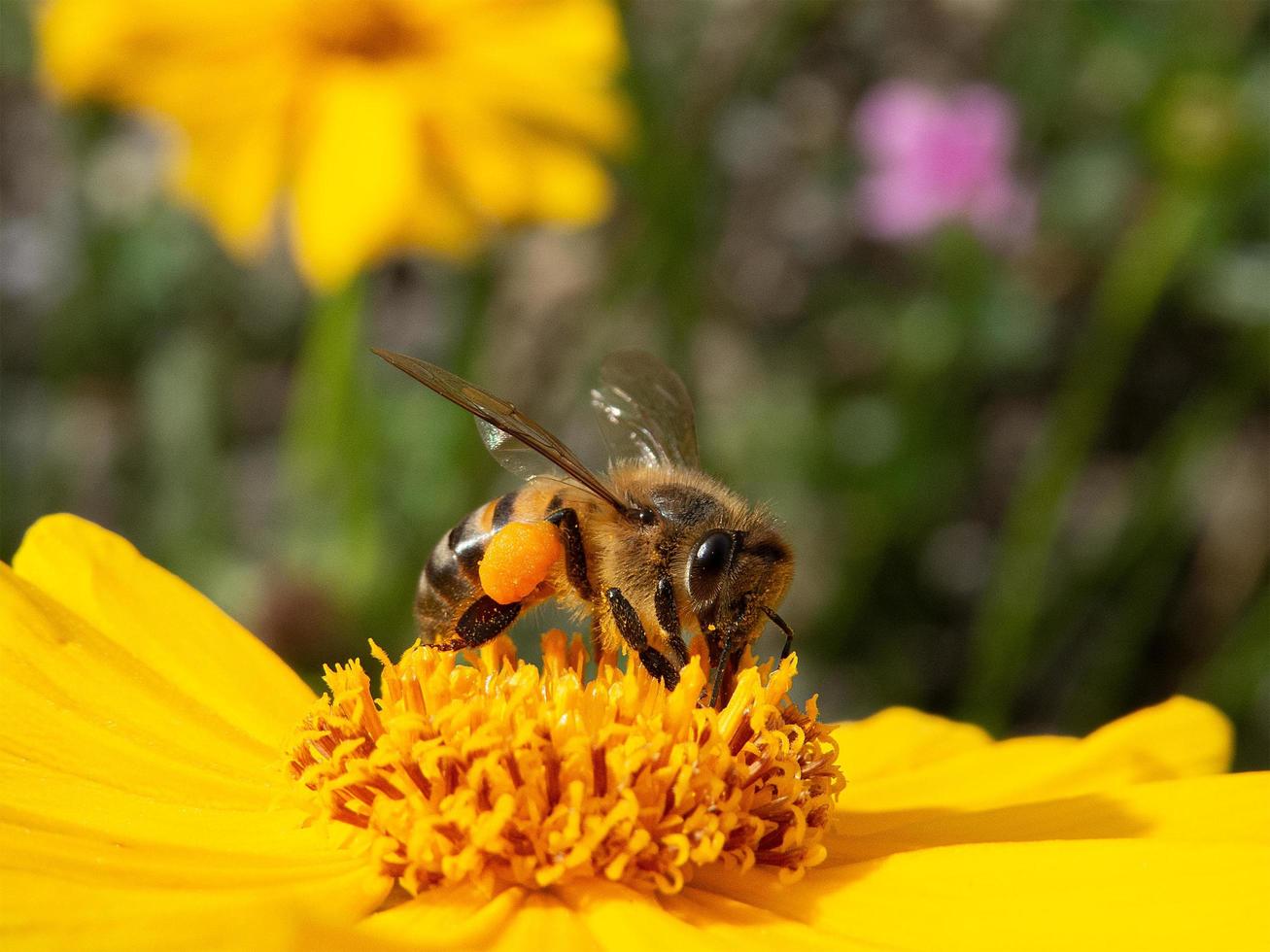 närbild bi pollinerar gul blomma i vacker trädgård foto