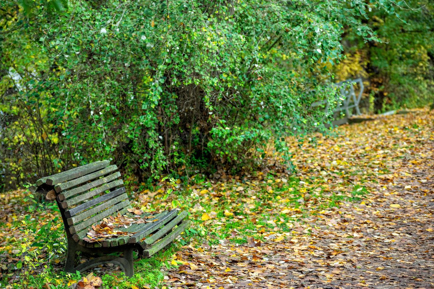 stig i parken med torra löv och bänk foto