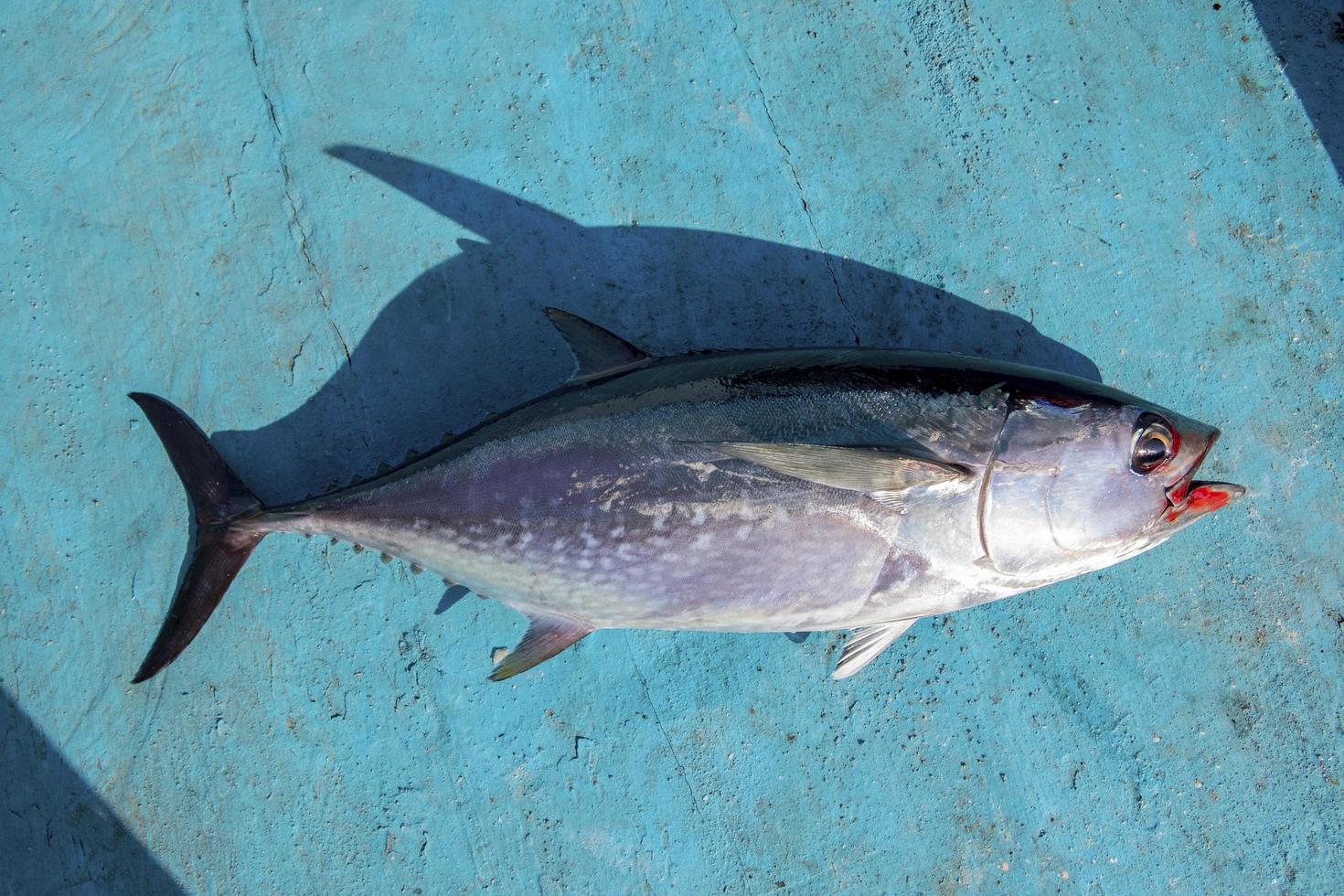 hela kroppen av tonfisk på blå trä av fiskebåt foto