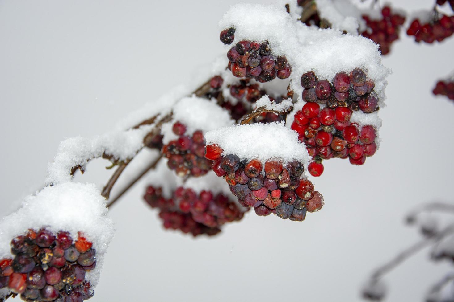 rönn i snön. rönnbär i december. foto