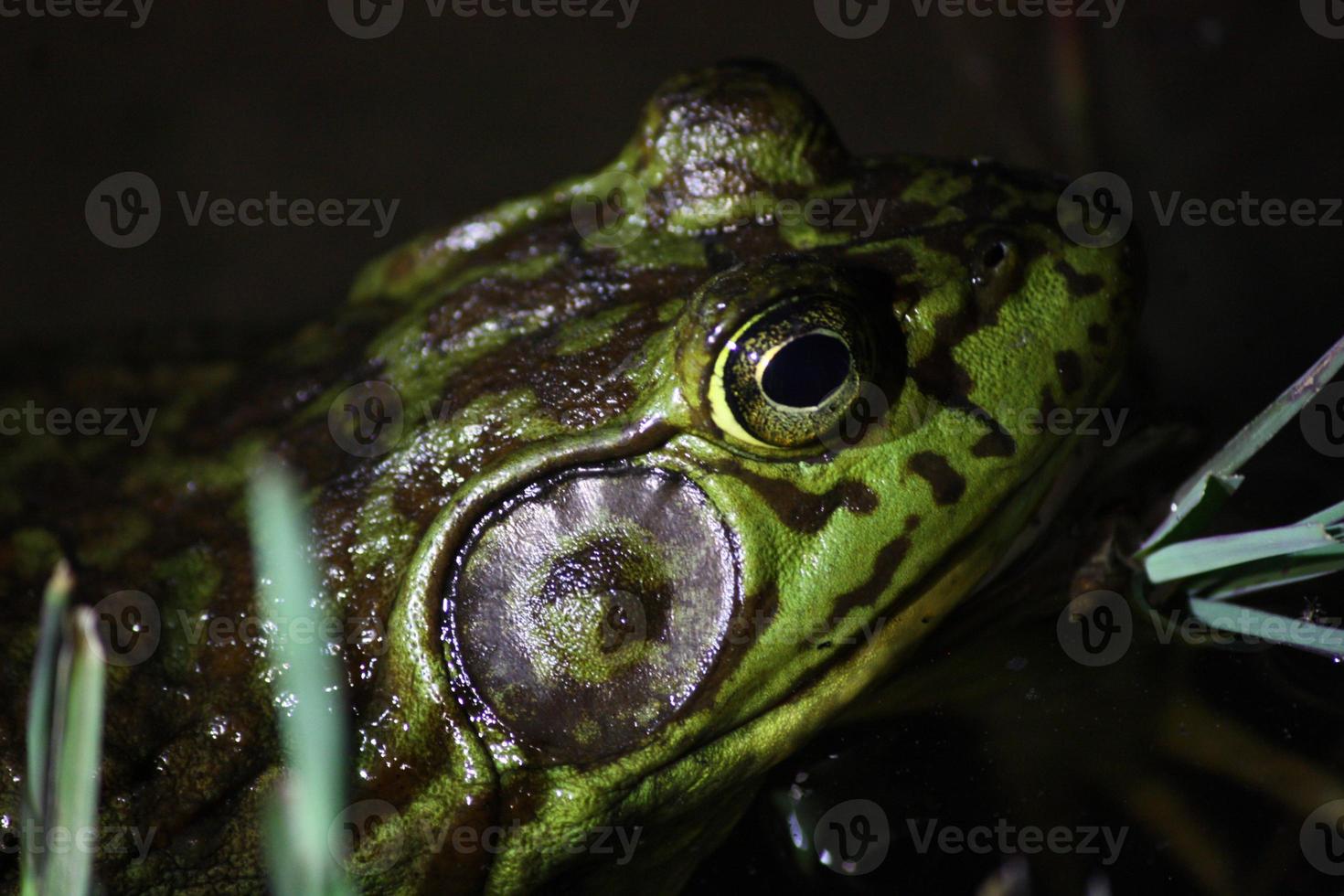 natt närbild av tjurgroda med detaljerad tympanum foto