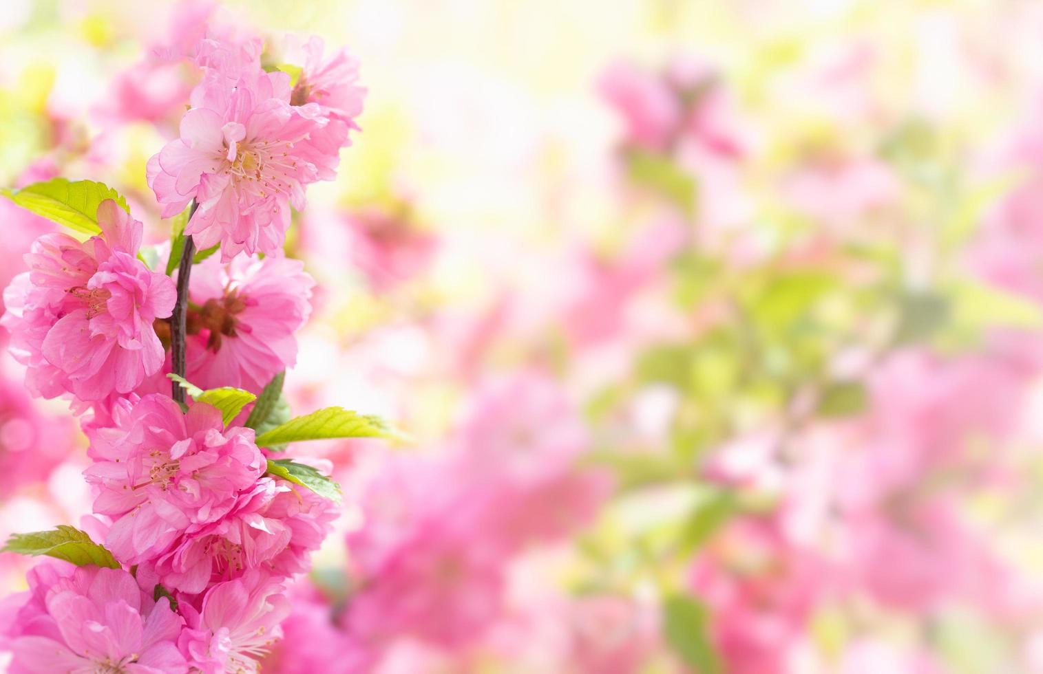 delikat rosa blommig bakgrund med sakura blommor. foto