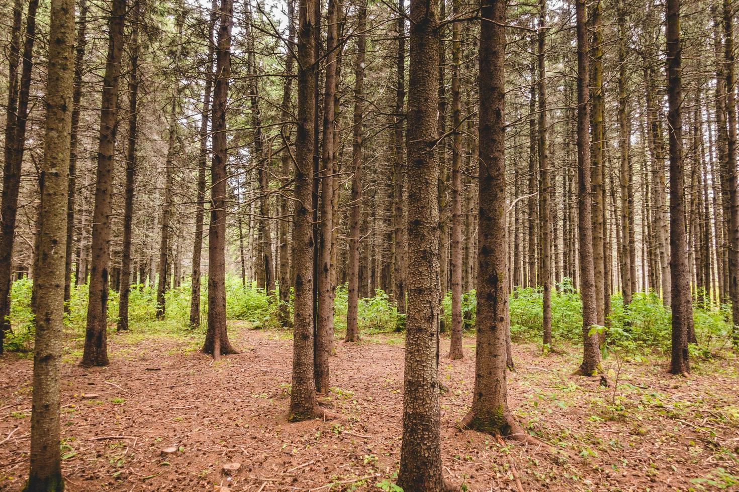 värmebölja och vattenlös period i vintergrön skog. foto