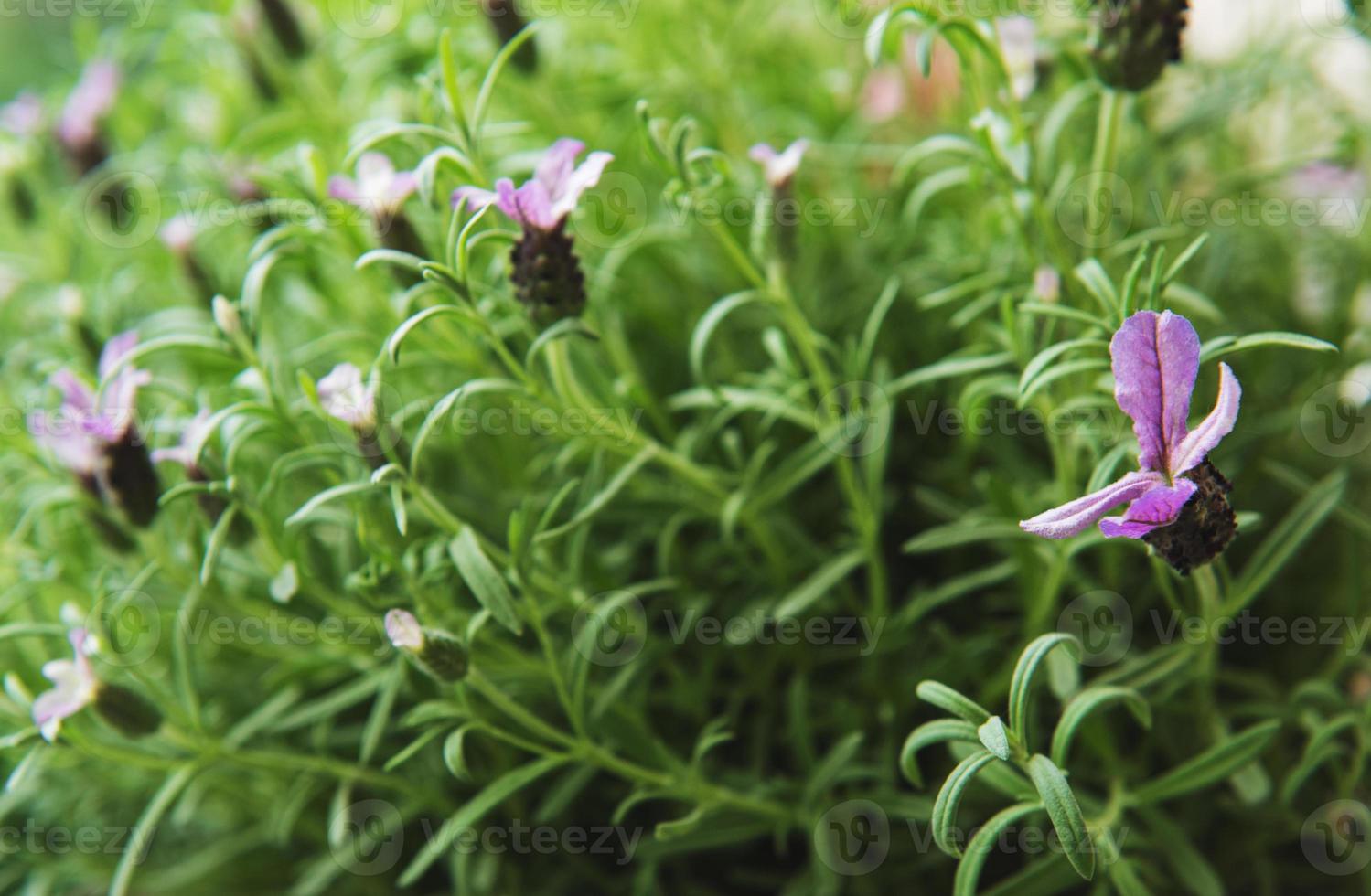 spanska lavendelblommor foto