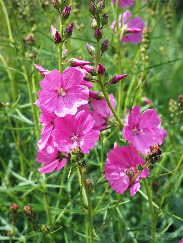 ganska ljust rosa malva blommor och knoppar foto