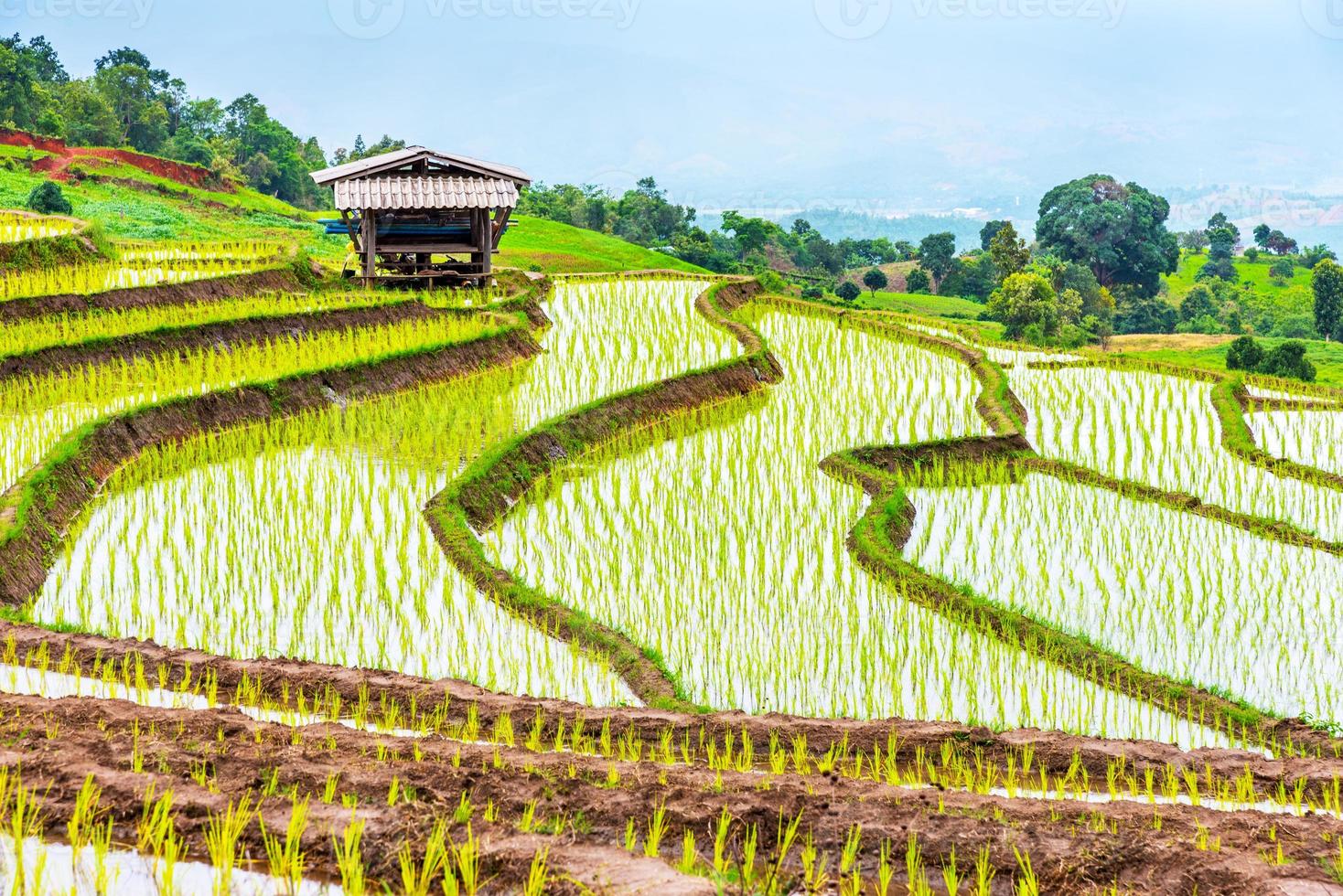 ris terrasserad på ban pa pong piang, chiang mai foto