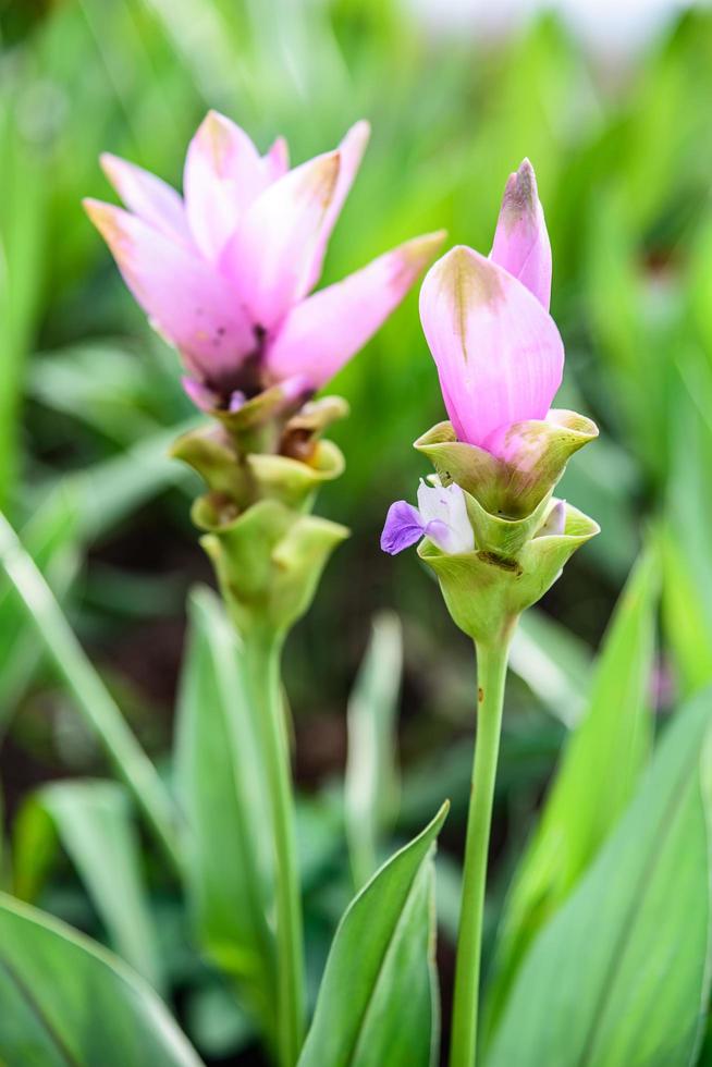 curcuma alismatifolia i trädgården foto