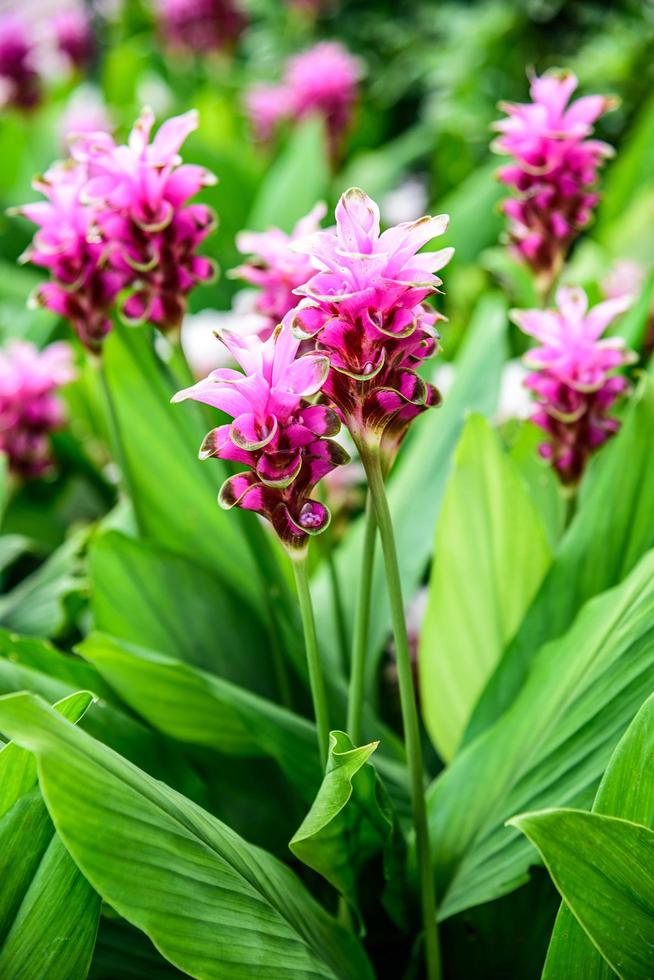 curcuma alismatifolia i trädgården foto