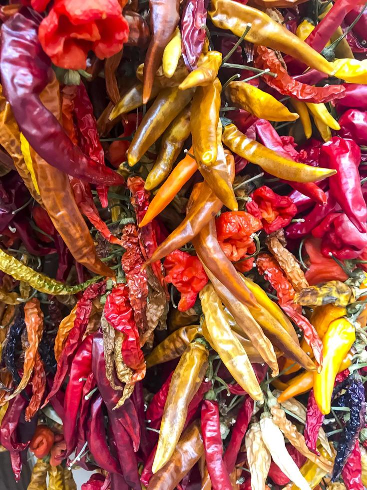 bakgrund av torkad het paprika i olika färger foto